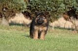 BERGER ALLEMAND 831